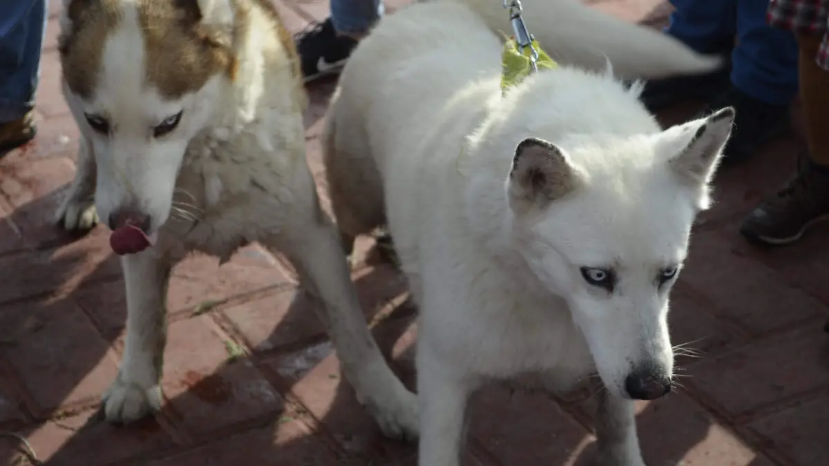 Perros mascotas